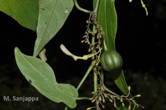 Aristolochia krisagathra